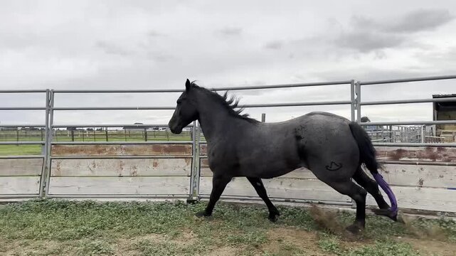 Majestic black roan stallion galloping at high speed inside a round pen training arena