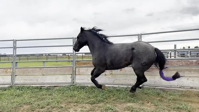 Powerful black roan horse galloping and trotting inside a round pen training arena on a ranch