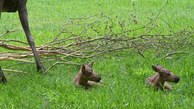 Baby of moose or elk, Alces alces is the largest extant species in the deer family. Moose are distinguished by the broad, flat, or palmate antlers of the males.