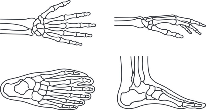 Human Hand and Foot Skeleton Anatomy Line Icon Set with Wrist Bones, Ankle Structure, Osteology, and Medical Vector Collection