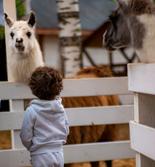 Boy is giving vegetables to brown alpaca in the farm © NSA