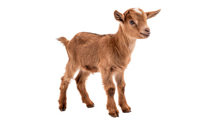 Cute small domestic goat lamb standing brown fur isolated on transparent background cut out © AAAstock2025