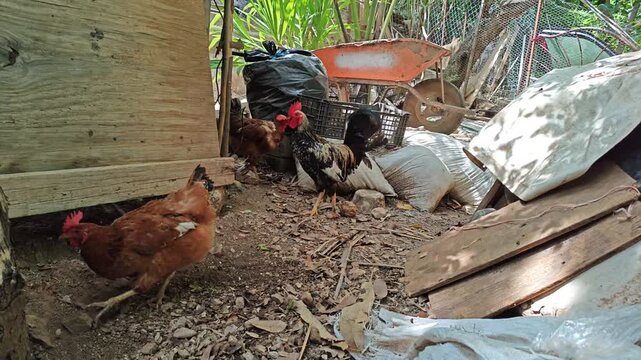 Free range chickens and rooster scratching dirt for insects on farm