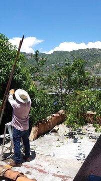 Young man arranging passion fruit plant on rooftop with wires and cables