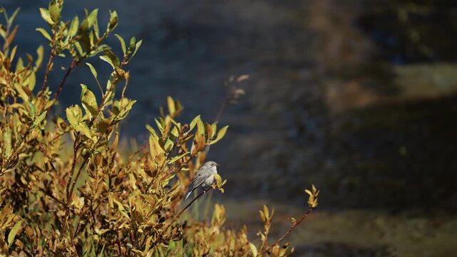 A Dark-eyed Junco perches on a golden autumn shrub then takes flight in Lassen.