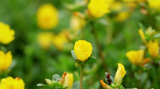 White butterfly on a yellow flower in 4K50p