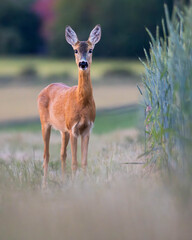 Alert Roe Deer Standing in a Meadow at Golden Hour  © Sebastian