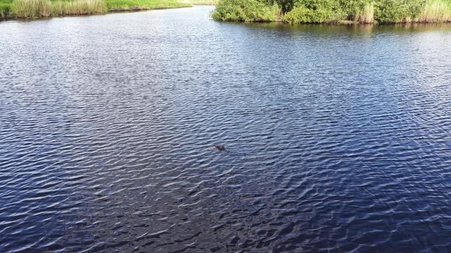 Alligator surfaces on calm swamp water, rippling sunlit reflections, marsh grass shoreline, dense green reeds, quiet tranquil wetland, Everglades, Florida, United States. Aerial drone flyover