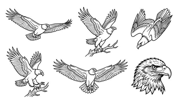 Elegant Eagle Line Art Vector Collection with Dynamic Flight and Detailed Head Profile
