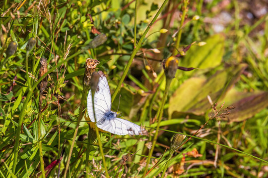 Green-veined white butterfly on a meadow