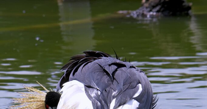 Detailed view of a ducks feathers and tail submerged in a tranquil pond setting.