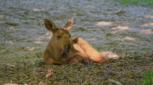 Baby of moose or elk, Alces alces is the largest extant species in the deer family. Moose are distinguished by the broad, flat, or palmate antlers of the males.