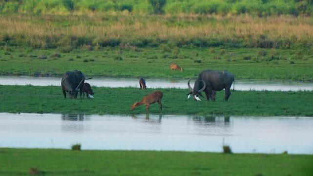 Authentic cinematic shot of wild water buffalo and swamp deer grazing near a river at golden hour in Kaziranga, India. Showcasing biodiversity and wildlife sustainability.