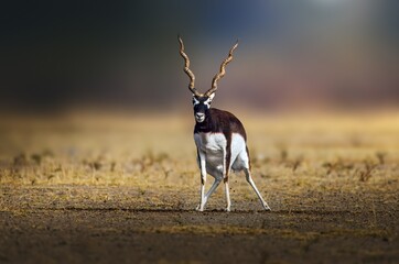 The blackbuck (Antilope cervicapra), also known as the Indian antelope, is a medium-sized antelope native to India, Nepal, and Pakistan. It is highly celebrated for its striking speed. © Rahul