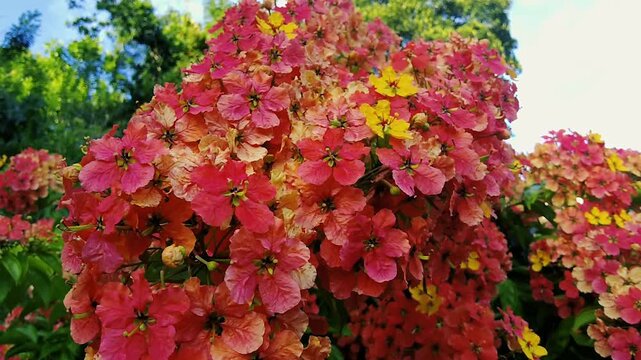 Vibrant clusters of orange and yellow cassia flowers blooming on a tree shrub