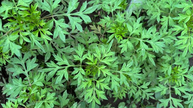 The leaves of Cosmos caudatus, which are often prepared as a vegetable dish.
