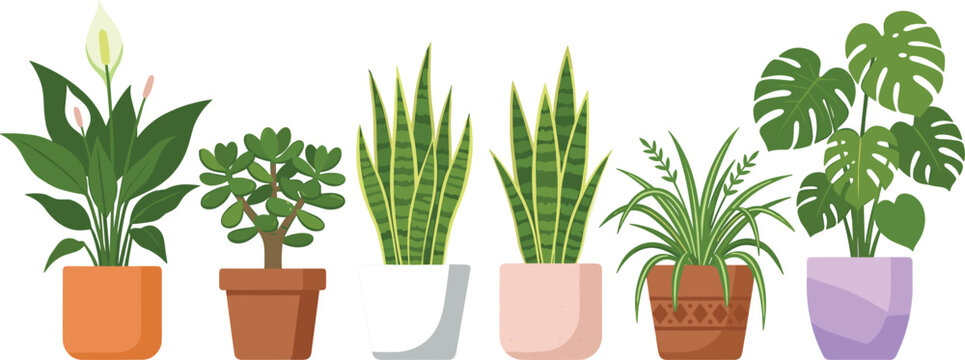 Six popular potted indoor houseplants row featuring peace lily jade snake spider plant and monstera deliciosa vector