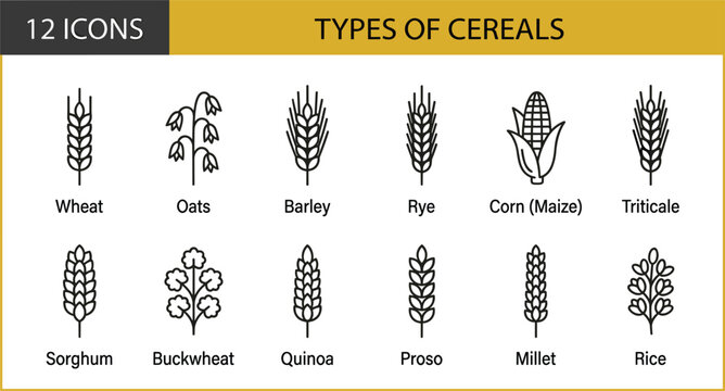 Types of cereals linear icons set vector infographic showcasing wheat oats barley rye corn triticale sorghum buckwheat quinoa proso millet rice