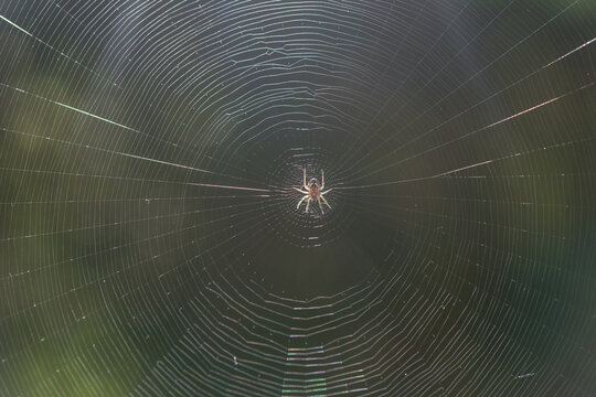 Backlit spider on concentric web against dark green background