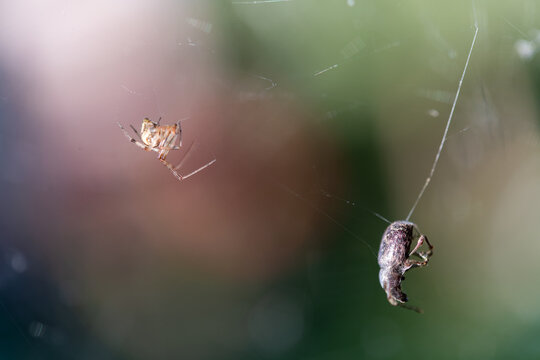 Spider waiting for trapped insect in web