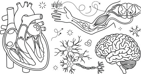 Obraz premium Human anatomy vector set with cross section heart reflex arc nerve pathway branching neurons and brain diagram for medical education infographics