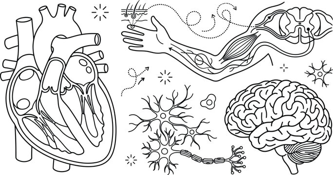 Human anatomy vector set with cross section heart reflex arc nerve pathway branching neurons and brain diagram for medical education infographics