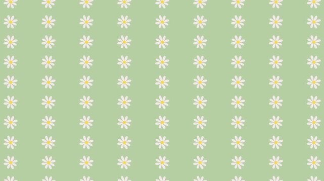 White flowers animation on green pastel color background. Seamless daisy floral pattern.