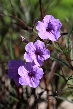 Vertical close up of purple ruellia tuberosa flowers blooming in the garden under sunlight.