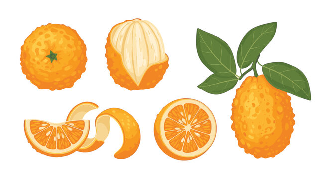 Vector illustration of ugli fruit or Jamaican tangelo showing whole fruit, peeled section, cross-section half, wedge with zest, and fruit on leafy branch isolated on white background.