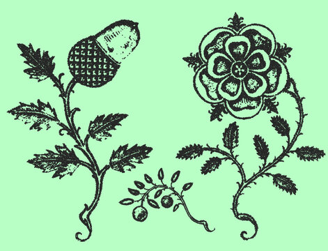 Vintage stipple engraving of acorn and rose botanical illustration