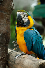 Fototapeta premium Colorful Blue and Yellow Macaw Parrot Bird Display at Zoo for Ecological Watching and Conservation Education