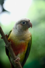 Obraz premium Colorful Tropical Parrot Perched on Branch in Natural Wildlife Habitat Display