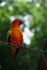 Obraz premium Vibrant Orange Parrot Bird Perched on Chain with Green Bokeh Background