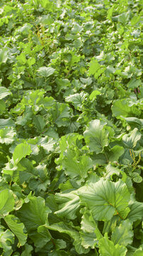 Fresh Strawberry Plant Leaves Growing in Agricultural Field - Green Foliage Background