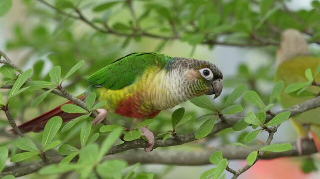 Green Cheek Conure Parrots Enjoy Summer Weather Outdoors