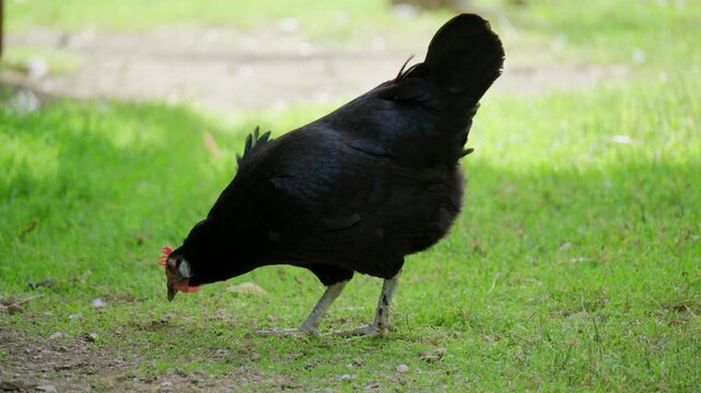 Black hen foraging on green grass in a rural farm setting, featuring free-range poultry, natural behavior and peaceful countryside agriculture