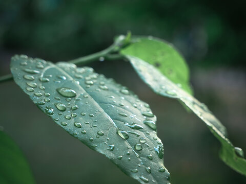 Green Tea Leaves with Morning Dewdrops - Fresh Natural Botanical Close-up
