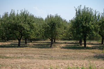 Fototapeta premium Apple orchard with healthy green trees under a blue summer sky