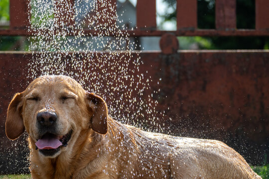 Happy Labrador Retriever cooling off under a refreshing summer shower