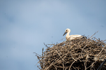 Fototapeta premium Young white stork resting in a large nest under a blue sky