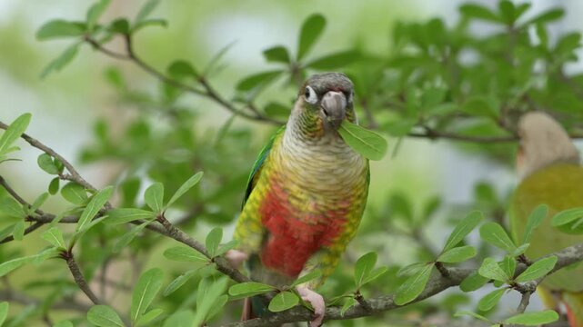Green Cheek Conure Parrots Enjoy Summer Weather Outdoors