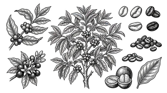 Coffee Plant, Beans, Leaves and Berries - Vintage Botanical Illustration