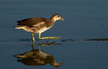 Fototapeta premium Juvenile moorhen walking in calm water with reflection
