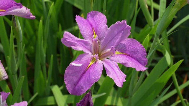 purple Iris flower blooms on a background of flowers. 