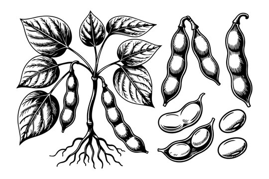 Engraving illustration of soybean plant featuring bean pods leaves and root system isolated on white background agricultural crop sketch vector drawing set.