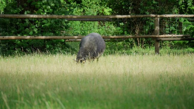 Sheep grazing in a grassy meadow, featuring peaceful farm life, natural countryside landscape and free-range livestock in a rural environment