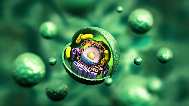 Animal cell anatomy on green background. 3D illustration