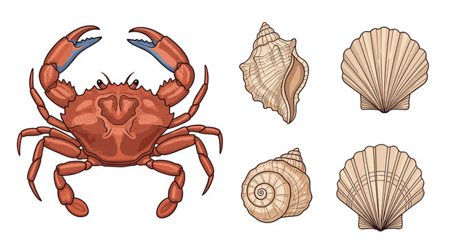 Detailed illustration of red crab and various seashells showcases marine life and coastal biodiversity elements.