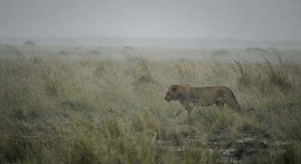 Fototapeta premium A young male lion walking through the tall grass of the african savanna during rain