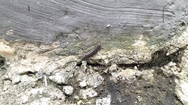 Footage of a soldier beetle larva, highlighting its segmented body and unique features in stunning detail. Ideal for macro and entomology themes. Selective focus.
